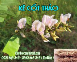 Mua bán kê cốt thảo tại Quảng Ngãi giúp trị viêm nhiễm đường tiểu