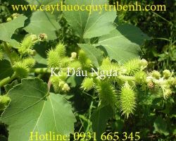 Mua bán ké đầu ngựa chất lượng tại Hà Nội điều trị mụn nhọt ghẻ lở