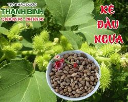 Mua bán ké đầu ngựa tại quận 2 điều trị chứng đau nhức xương khớp
