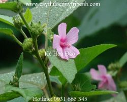 Mua bán ké hoa đào tại Quảng Ninh có tác dụng chữa tiêu hóa kém rất tốt