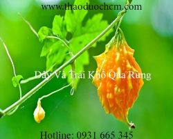 Mua bán khổ qua rừng chất lượng tại Quảng Ngãi có tác dụng lợi tiểu