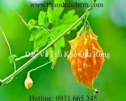 Mua bán khổ qua rừng tại huyện Phúc Thọ giúp hỗ trợ trị gout hiệu quả
