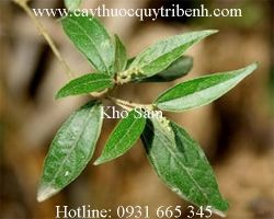 Mua bán khổ sâm chất lượng tại Kiên Giang giúp điều trị đầy bụng