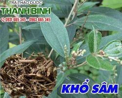Mua bán khổ sâm tại quận 5 có tác dụng trị viêm loét dạ dày, tá tràng