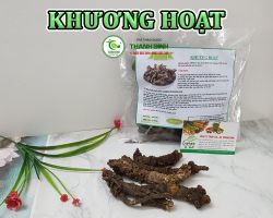 Mua bán khương hoạt tại Hà Tĩnh giúp cải thiện đau nhức do phong thấp