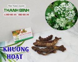 Mua bán khương hoạt tại huyện Thanh Oai có tác dụng chữa nói ngọng, bị câm