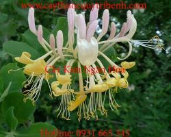 Mua bán kim ngân hoa tại Hà Nội có tác dụng điều trị mụn nhọt lở ngứaa