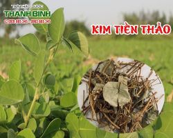 Mua bán kim tiền thảo ở quận Phú Nhuận hỗ trợ trị bỏng