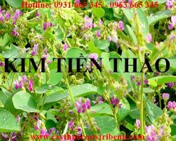 Mua bán kim tiền thảo tại huyện Phú Xuyên hỗ trợ điều trị sỏi bàng quang