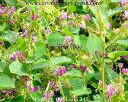 Mua bán kim tiền thảo tại quận Bình Thạnh giúp điều trị phù thũng