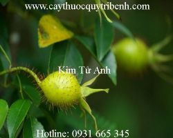 Mua bán kim tử anh ở Thái Nguyên có tác dụng chữa sa trực tràng tốt nhất