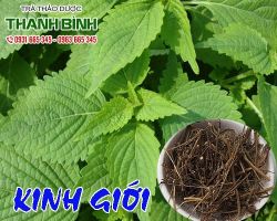 Mua bán kinh giới tại huyện Quốc Oai chữa trẻ nhỏ lên sởi