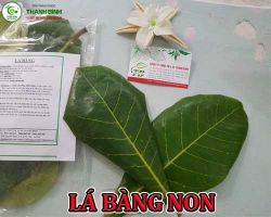 Mua bán lá bàng non ở quận Bình Tân giúp điều trị viêm đau dạ dày