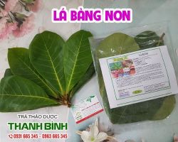 Mua bán lá bàng non ở quận Tân Bình giúp điều trị hôi miệng an toàn nhất
