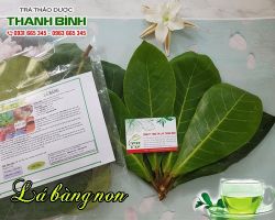 Mua bán lá bàng non tại quận Tây Hồ điều trị đau dạ dày