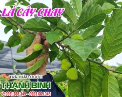 Mua bán lá cây chay tại quận 5 có tác dụng giảm ho, giảm đau họng