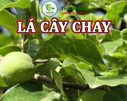 Mua bán lá cây chay tại quận Hai Bà Trưng giúp kháng viêm hiệu quả