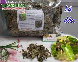 Mua bán lá dâu tại huyện Ba Vì có tác dụng răng chắc khỏe
