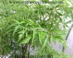 Mua bán lá đinh lăng chất lượng tại Hà Nội giúp phòng co giật cho trẻ
