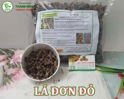 Mua bán lá đơn đỏ tại Đà Nẵng có công dụng trị tiêu chảy hiệu quả nhất