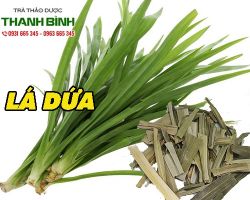 Mua bán lá dứa ở huyện Hóc Môn điều trị đau nhức khớp