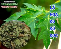 Mua bán lá hoa đu đủ đực ở quận Tân Bình có tác dụng trị ho ở trẻ em