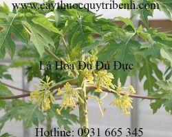 Mua bán lá hoa đu đủ đực tại Bình Dương chữa trị ung thư phổi tốt nhất