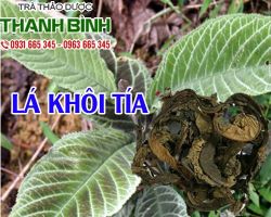 Mua bán lá khôi tía tại quận 3 cải thiện chứng biếng ăn