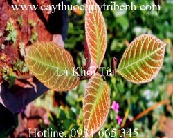 Mua bán lá khôi tía tại tp hcm uy tín chất lượng tốt nhất
