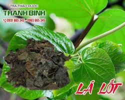 Mua bán lá lốt ở quận Gò Vấp có tác dụng giúp hỗ trợ tiêu hóa