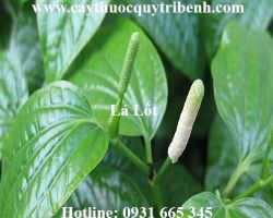 Mua bán lá lốt tại Hà Nội điều trị đổ mồ hôi tay, chân hiệu quả nhất