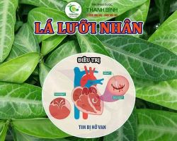 Mua bán lá lưỡi nhân tại huyện Mỹ Đức có công dụng chữa hen phế quản