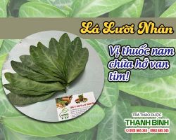 Mua bán lá lưỡi nhân tại huyện Thanh Oai điều trị chứng ứ nước và dịch