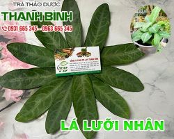 Mua bán Lá lưỡi nhân tại quận 3 điều trị bệnh hen phế quản