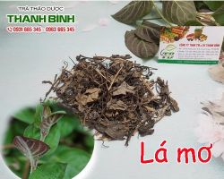 Mua bán lá mơ tại huyện Mê Linh tăng tiết sữa ở phụ nữ sau sinh