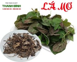 Mua bán lá mơ tại quận 9 có tác dụng chữa nám da chàm eczema giời leo