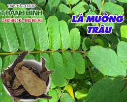 Mua bán lá muồng trâu ở huyện Nhà Bè giúp kích thích tiêu hóa