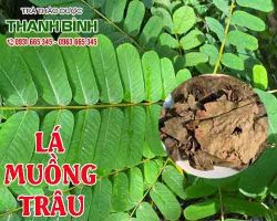 Mua bán lá muồng trâu tại huyện Phúc Thọ có tác dụng  lợi tiểu