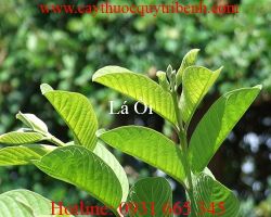 Mua bán lá ổi tại quận 12 có tác dụng làm mờ vết thâm trên da tốt nhất