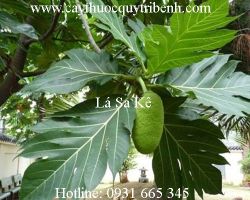Mua bán lá sa kê tại Hà Nội có tác dụng thanh lọc cơ thể hiệu quả nhất