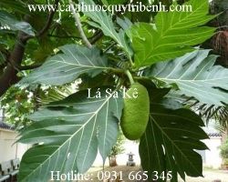 Mua bán lá sa kê tại Hà Tĩnh có tác dụng điều trị sỏi thận hiệu quả