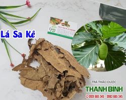 Mua bán lá sa kê tại huyện Thạch Thất giúp chữa dị ứng