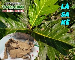 Mua bán lá sa kê tại quận 9 có tác dụng điều trị thận nhiễm mỡ hiệu quả