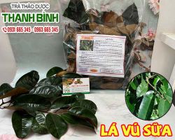 Mua bán lá vú sữa ở huyện Nhà Bè rất tốt đối với hệ tiêu hóa