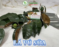 Mua bán lá vú sữa tại Bình Thuận hỗ trợ xua tan cơn đau dạ dày hiệu quả