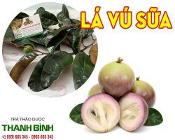 Mua bán lá vú sữa tại quận Hoàng Mai có tác dụng chống viêm