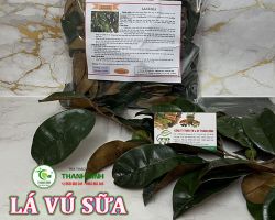 Mua bán lá vú sữa tại Quảng Nam có công dụng xua tan cơn đau dạ dày