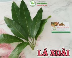 Mua bán lá xoài tại Bình Phước có công dụng phù hợp cho người nóng trong người