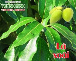 Mua bán lá xoài tại huyện Gia Lâm có tác dụng kháng khuẩn tiêu viêm