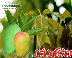 Mua bán lá xoài tại quận 12 có tác dụng điều trị ngứa ngoài da tốt nhất